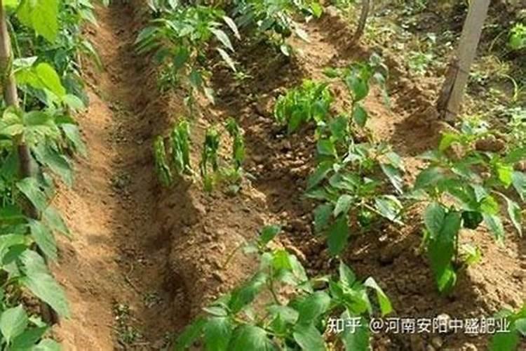 球根海棠是根好养还是苗好养？