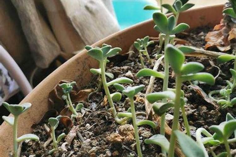 多肉叶插苗什么时候才能施肥