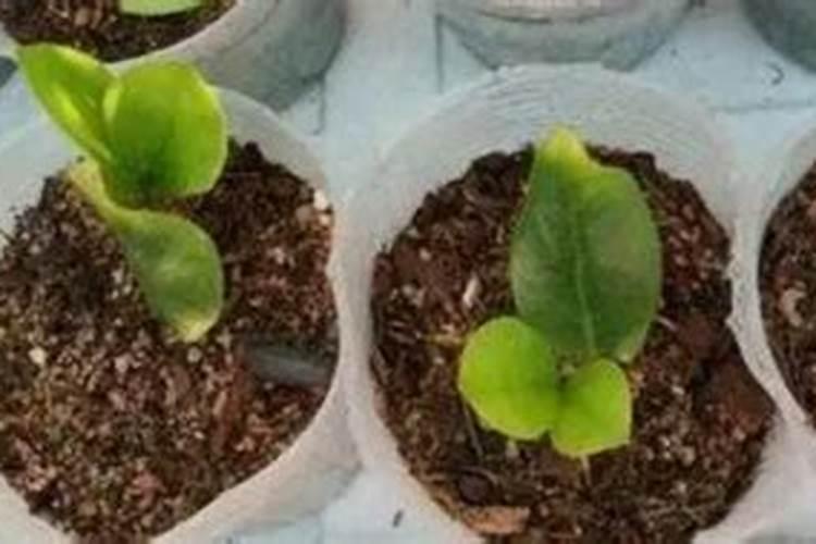 多肉叶插多久可以施肥 多肉叶插多长时间后需要施肥