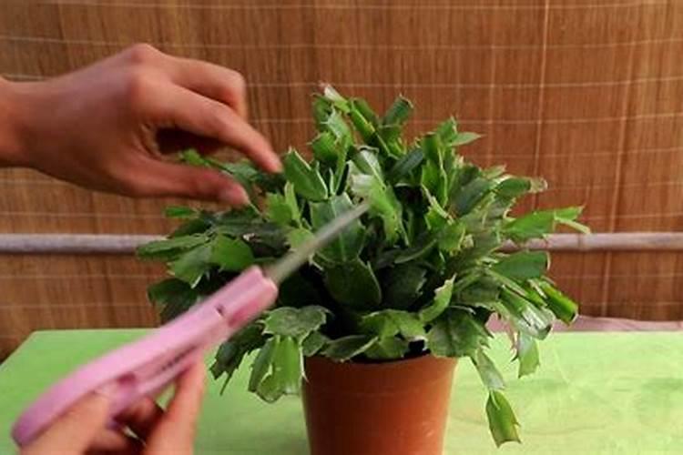 蟹爪兰施什么肥