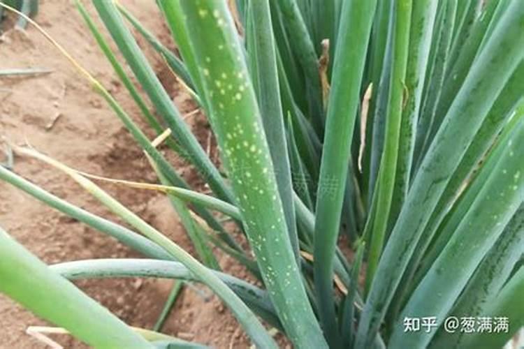 小葱秧子要打叶面肥吗？