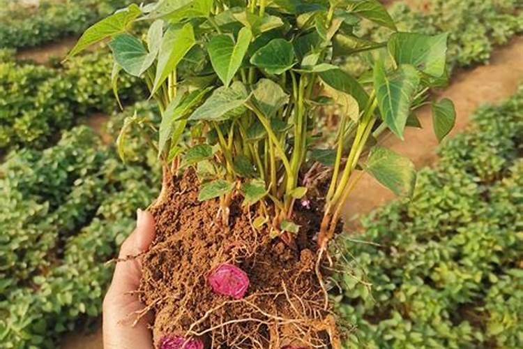 京杭大运河苏州污染来源？