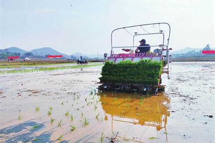 国产水溶肥哪个品牌效果好