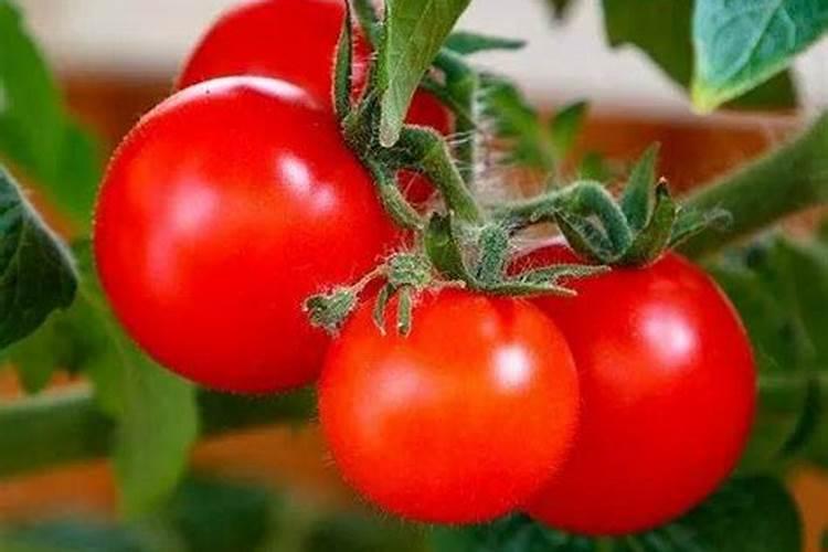 洋葱种植膨果期间用肥料