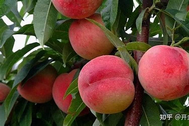 桃树结果期叶面喷什么好？桃树膨果期冲施什么肥料好？