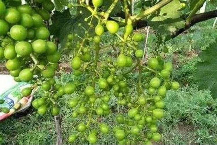 葡萄树施什么肥料长得快