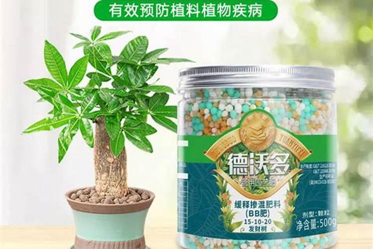 发财树怎么施肥施什么肥