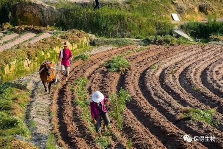 给植物施肥时应以农家肥为主配合施用化肥吗？