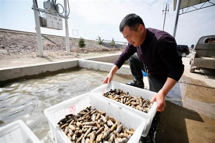 养蛏用什么料肥得快养大