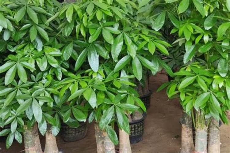 种植魔芋用什么肥料长得大