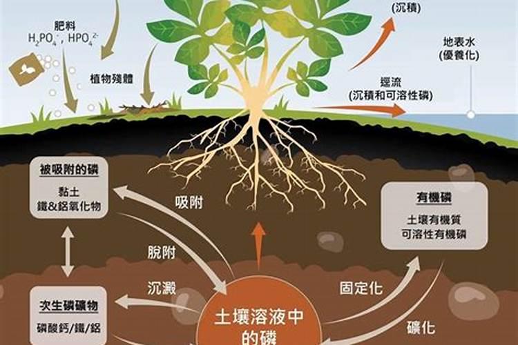 什么是水溶性磷肥？