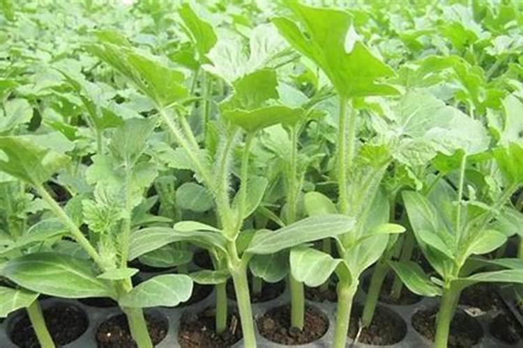 硫酸钾水溶肥西瓜地几天用一次