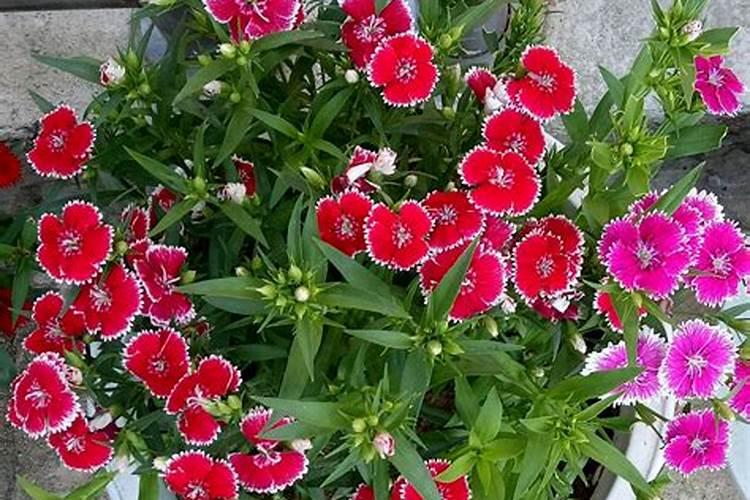 石竹花怎么养家庭养法