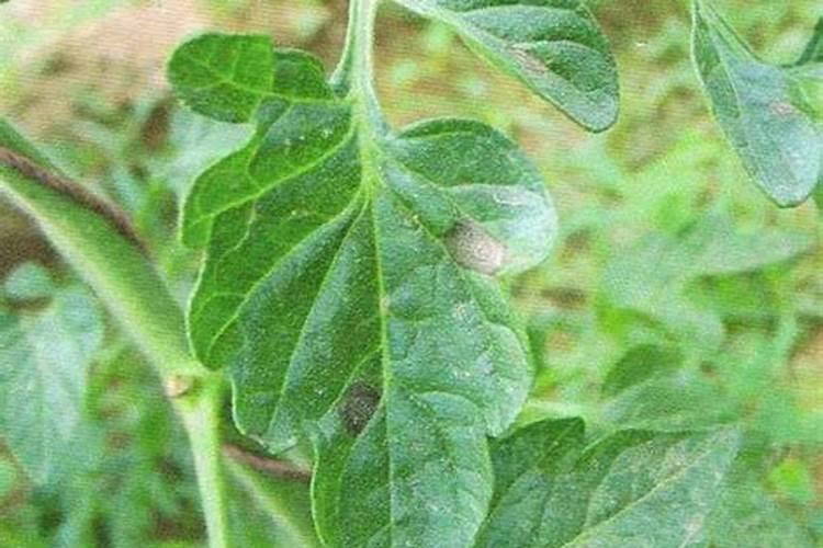 今天的玉米价格