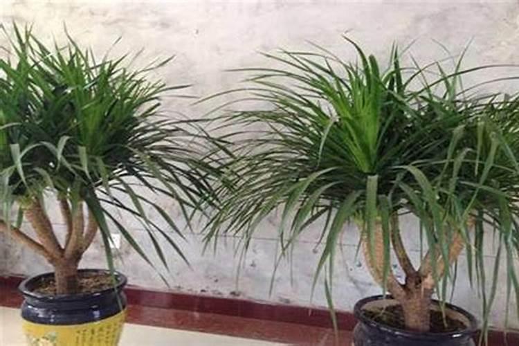 种果树用什么肥料？果树连年种植如何施肥