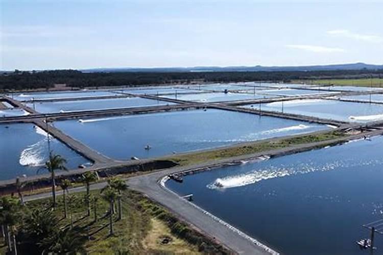 黄腐酸钾可以抑制有害藻类吗