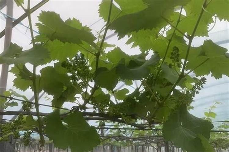 葡萄着色期用什么叶面肥可收使其增大