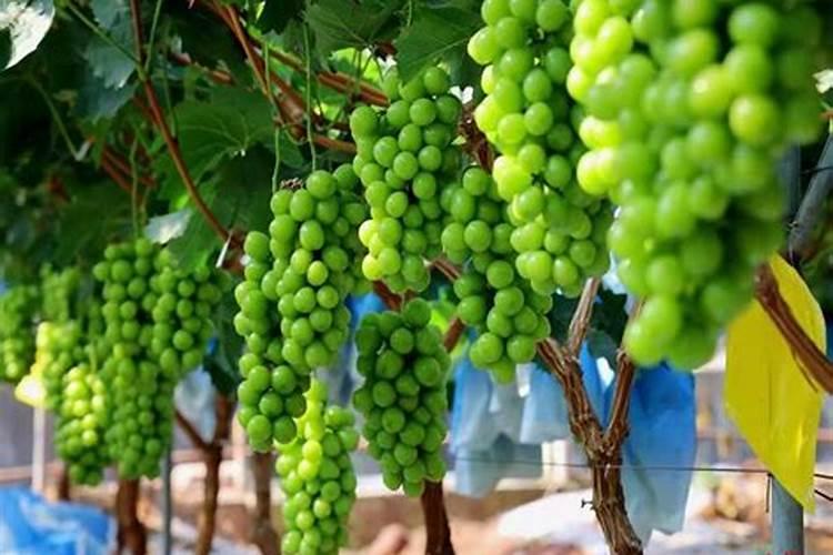 葡萄叶面肥有哪几种