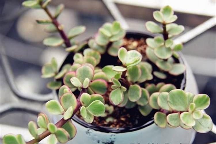 雅乐之舞怎么施肥