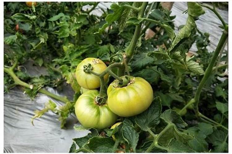 兰花什么时候换盆好和换土