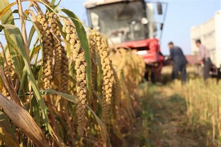 种植谷子施什么肥料好？