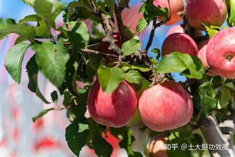 小葡萄苗施什么肥长的快