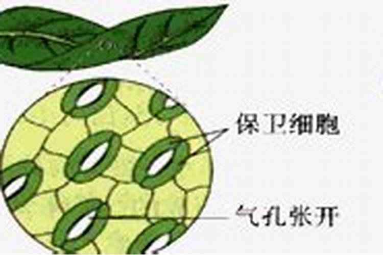 怎样提高植物吸收化肥效果