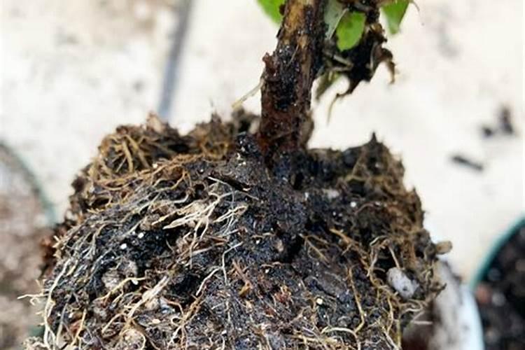 水肥可以打叶面肥吗