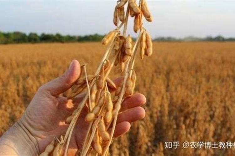 九洲丰叶面肥怎么样