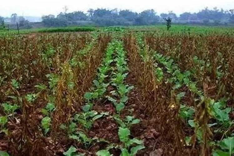 大豆苗弱喷什么肥