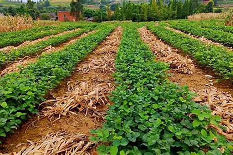 大豆出现死苗可以用豪实粒防治吗？