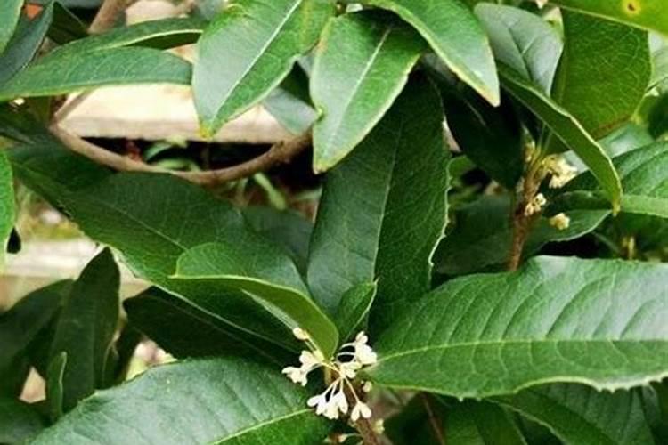 桂花移栽后多久施肥 桂花移栽后应该什么时候施肥？