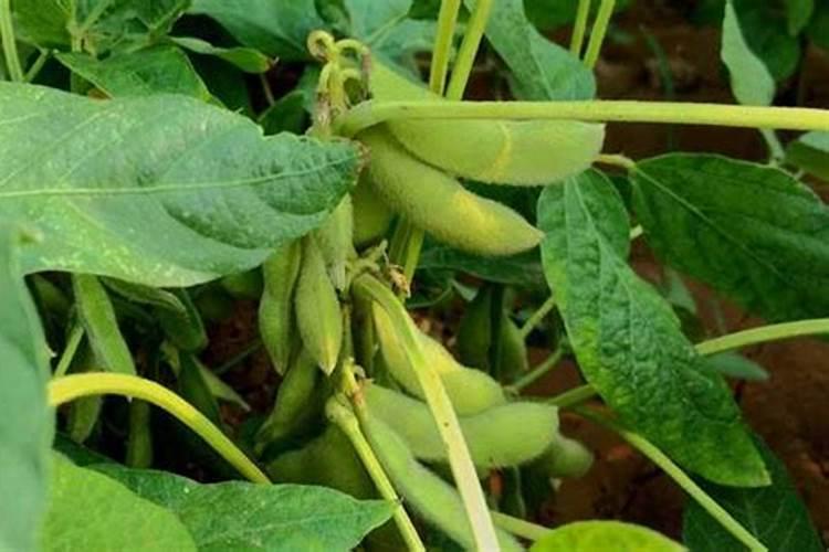 黄豆荚不饱满施什么肥