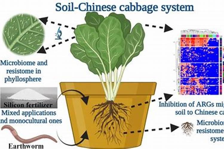 硅肥是什么肥料？硅肥有什么作用？种植农作物如何施用硅肥？