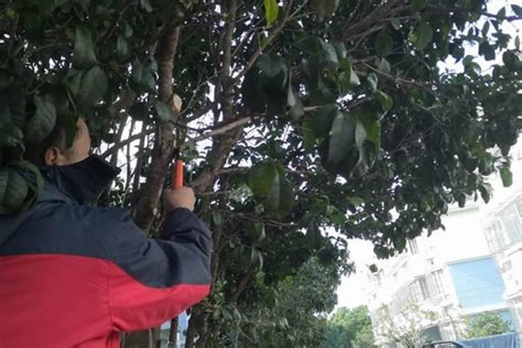 玉米用什么肥料做底肥好