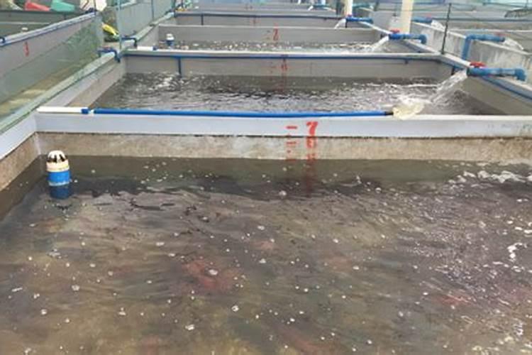 硫酸钾复合肥多久就不烧根了呢？