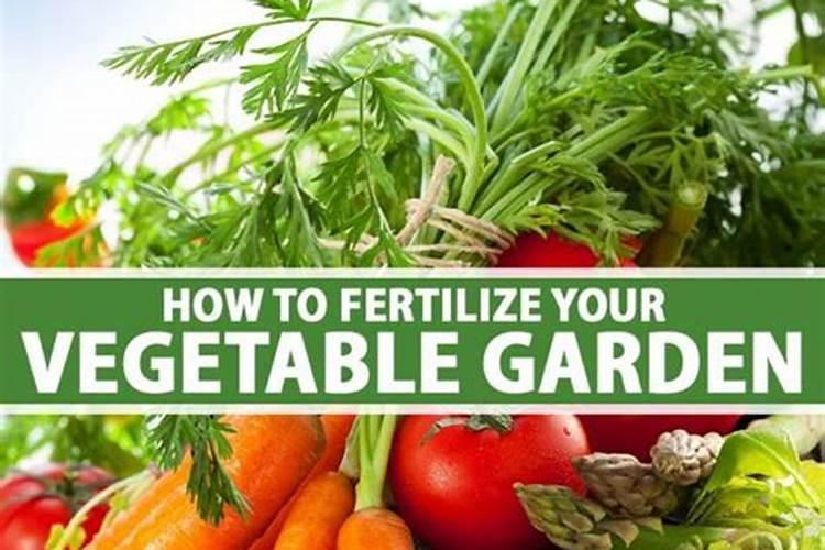 种菜一般都用什么肥料？