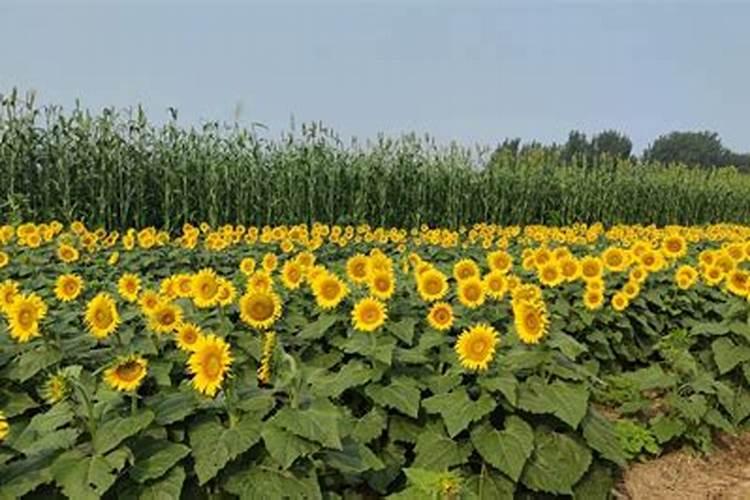 油葵的种植技术