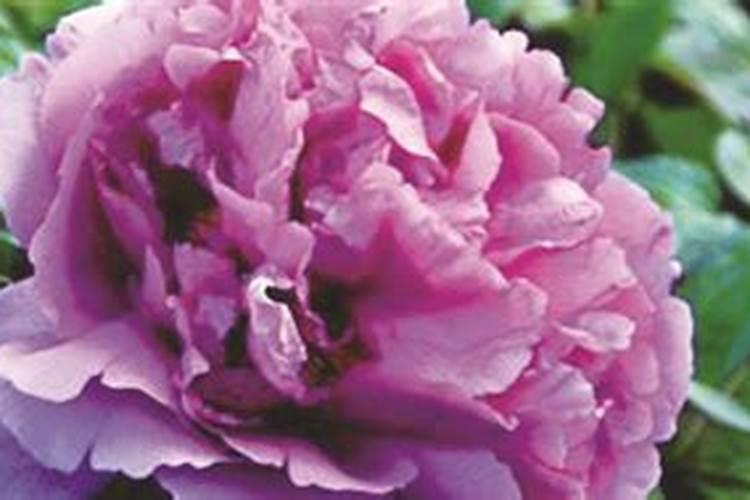 盆栽牡丹用什么肥(盆栽牡丹专用肥料指南,挑选与养护技巧)