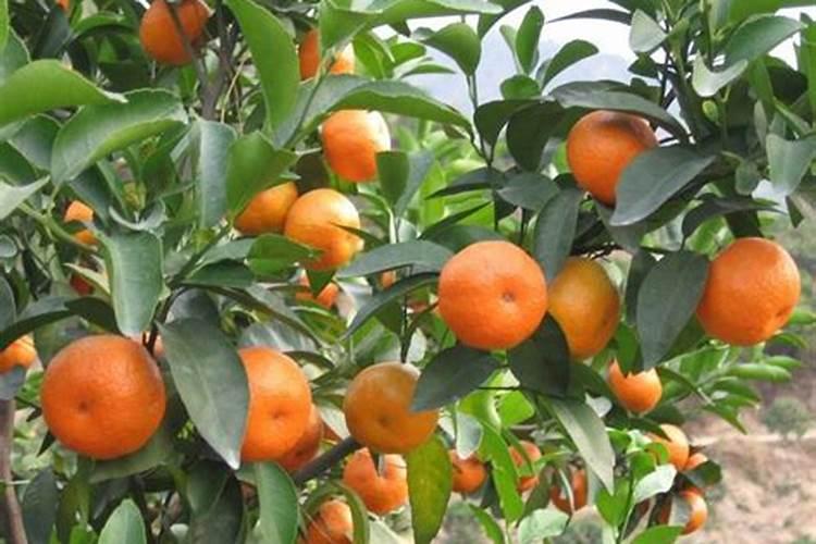 两年苗的砂糖橘下什么肥才快点长大