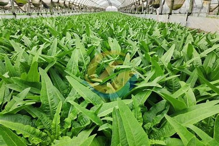 哪些经济作物适合用水溶肥？