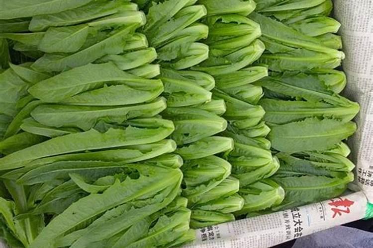 我的大棚油麦菜的叶子为啥直立不起来,有啥办法吗