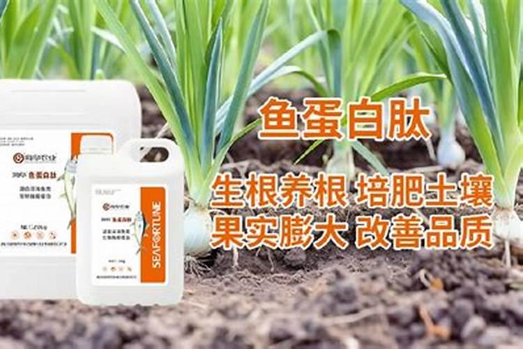 沙土地种大蒜最佳肥料