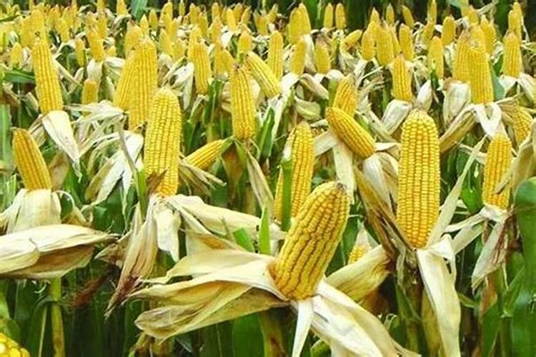 硅肥什么作用？？能调节土壤酸碱度吗