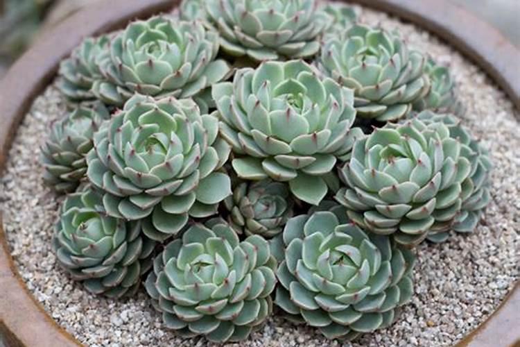 家里能养绿萝花吗