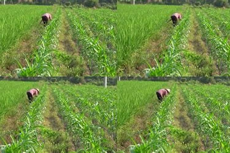 草坪撒施化肥后需要立即浇水吗