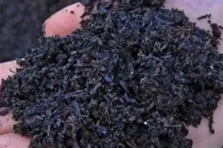 尿素撒施以后,可以直接浇水灌溉了吗？