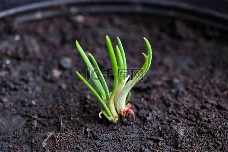 八月中旬大葱施什么肥好