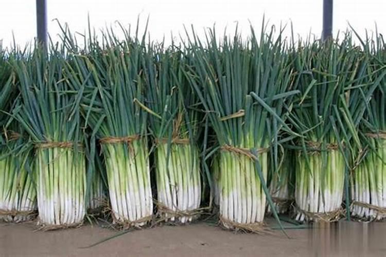 大葱培土前施什么肥最好