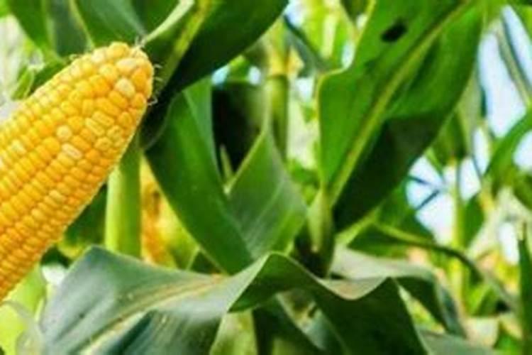 钾肥能和玉米种子一起播种在地里吗